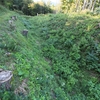 陸奥・桑折西山城登城！巨大空堀や連続桝形虎口を有する伊達氏の居城～