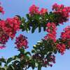 サルスベリの花