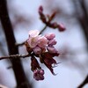 桜前線根室市と同時