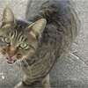 野良猫が助けを求めてお腹を空かして我が家にやって来た