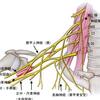 腕神経叢麻痺とは