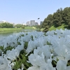 花を愛でよう