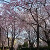 川口駅、西口公園の桜、花見スポット