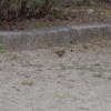 Emberiza cioides　ホオジロ