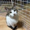 ジェイク　譲渡会向け紹介
