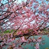 笠松の河津桜🌸