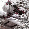 今年初のブログは前向きな希死念慮の話