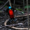 アカミノフウチョウ Wilson's Bird of Paradise 3