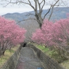 剣沢川のおかめ桜