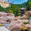 奈良壷阪寺・桜大仏