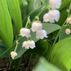 生い茂る雑草