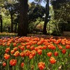 花盛り