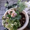 クレールドゥリュンヌの寄せ植え　プスキニアと一緒に…