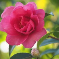 望遠レンズがマイブーム