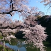 桜♪千鳥ヶ淵