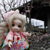 このまま春が来ると思っておりましたのに。