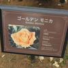 ゴールデンモニカ　モニカ　2016/05/16 京成バラ園