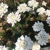 【春先に咲く純白の花！】常緑・丈夫で育てやすい『イベリス』の3年間の成長記録