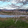 桜八分咲きです
