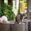 近隣繁華街のねこさん