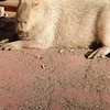 サイクリング　こども自然動物公園＆サイボクハム