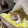 那覇で職業体験