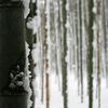 【京都・観光情報】大雪の中、嵐山観光にいってきた。竹林の小径の竹は、大雪がふるとハーモニカになる