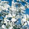 ５月１日