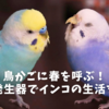 鳥かごに春を呼ぶ！オゾン発生器でインコの生活を快適に