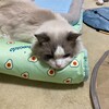 電話が苦手で隠れてしまったふくちゃん