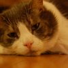 猫の歌特集・洋楽編