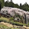 和束の桜