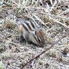 冬眠から覚めたシマリス