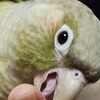 【インコ達】我が家の噛みグセ事情