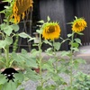 不平不満や愚痴について