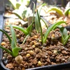 アガベ・ポタトラム・ドワーフ実生記録①(Agave Potatorum 'dwarf' seeding)