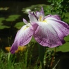 ～≪水生植物園≫と≪四季の野草園≫～