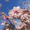 芝桜・花桃公園 in 恵那【春の恵那散歩2】