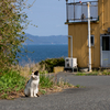 東北東部北離島のねこさん