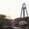 木曽川堤の桜　山桜・ソメイヨシノ満開　エドヒガン桜は葉桜に