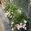 気をつけないと最悪、香りつきの洗剤