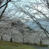 お花見〜戸倉宿キティパーク