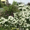 コデマリ（小手毬）