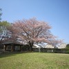 関前公園_桜（東京都武蔵野市）