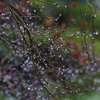  霧雨