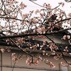 Tue.　桜 ２