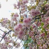 4月6日　寒さの中の八重桜
