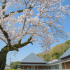 近場で桜狩り