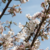 白石城、大河原一目千本桜・船岡城址公園 桜咲き始め！