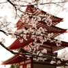 富士吉田の桜